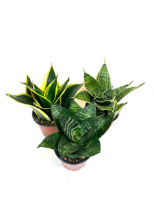 Sansevieria "Bird's Nest"