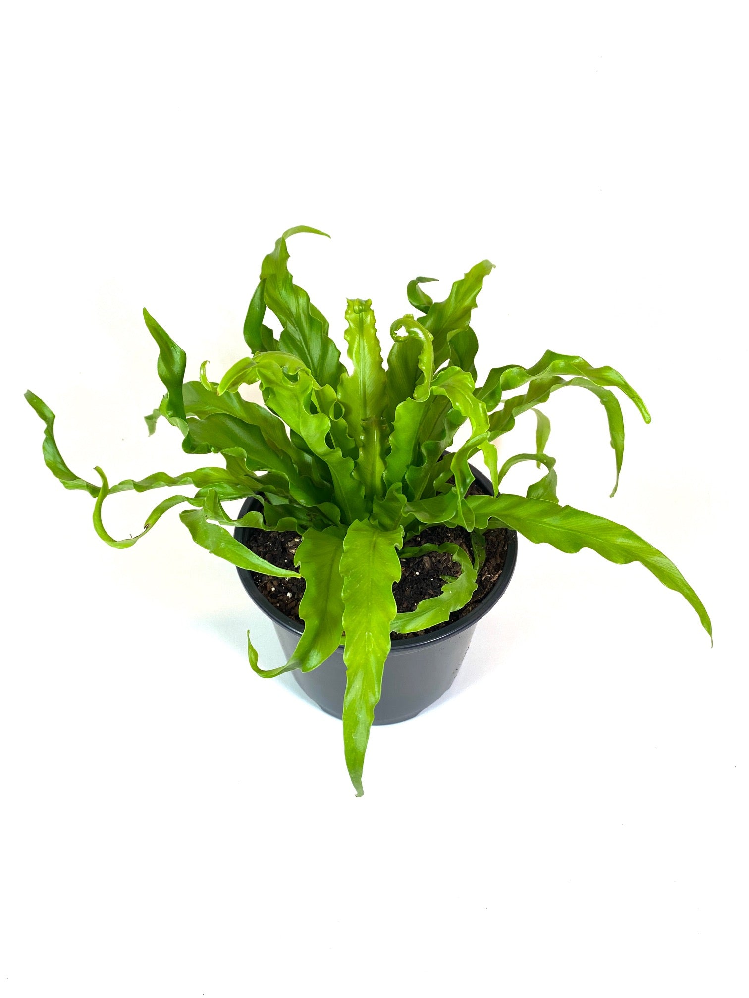 Victoria Bird's Nest Fern
