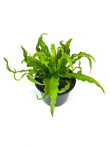 Victoria Bird's Nest Fern