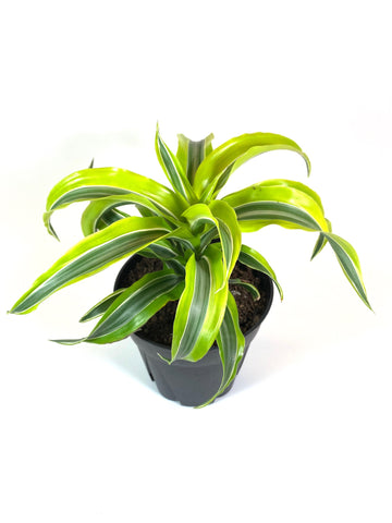 Lemon Lime Dracaena (Dracaena warneckii "Lemon Lime")