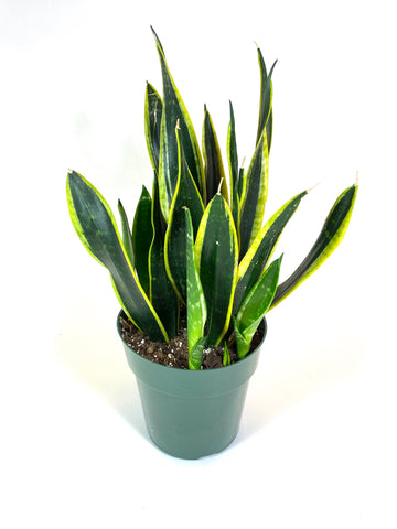 Black and Gold Sansevieria trifasciata