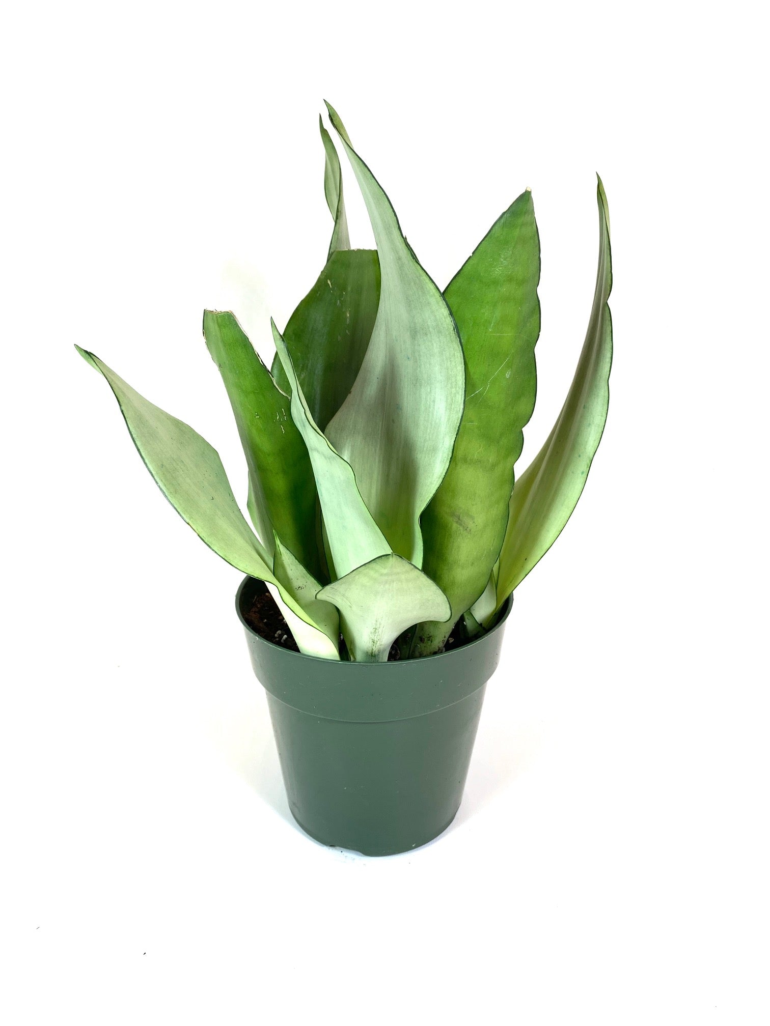 Moonlight Sansevieria (Dracaena (Sansevieria) trifasciata)