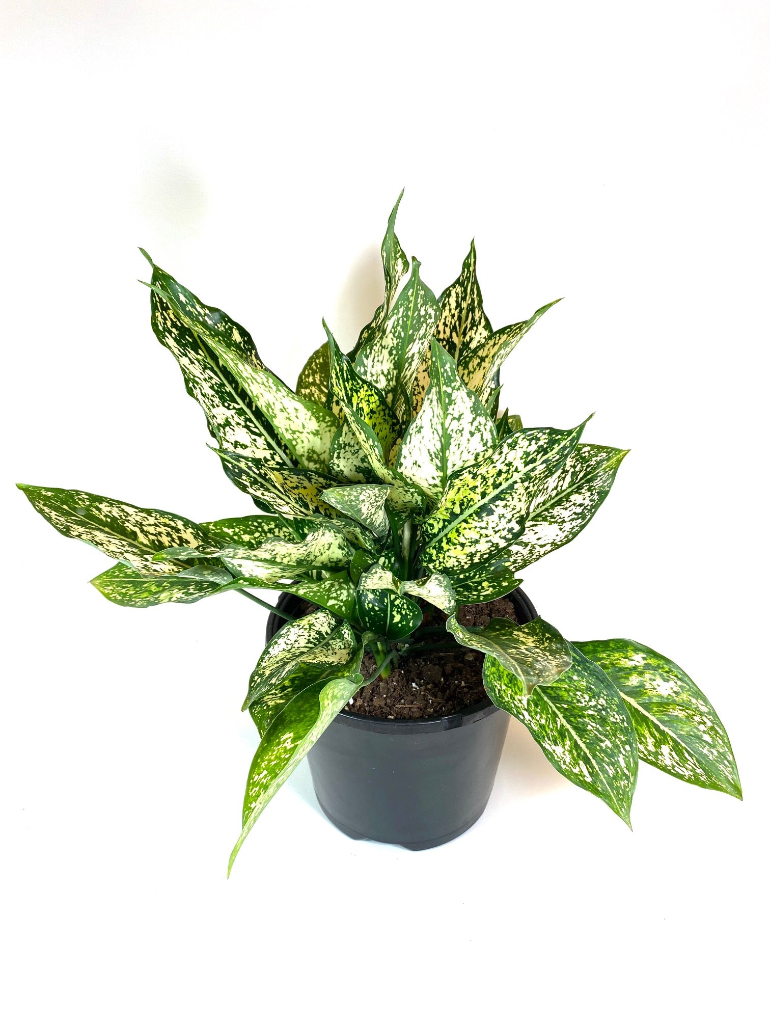 Wintergreen Aglaonema (Aglaonema "Lumina")