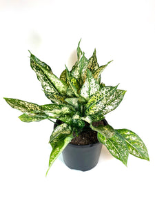 Wintergreen Aglaonema (Aglaonema "Lumina")