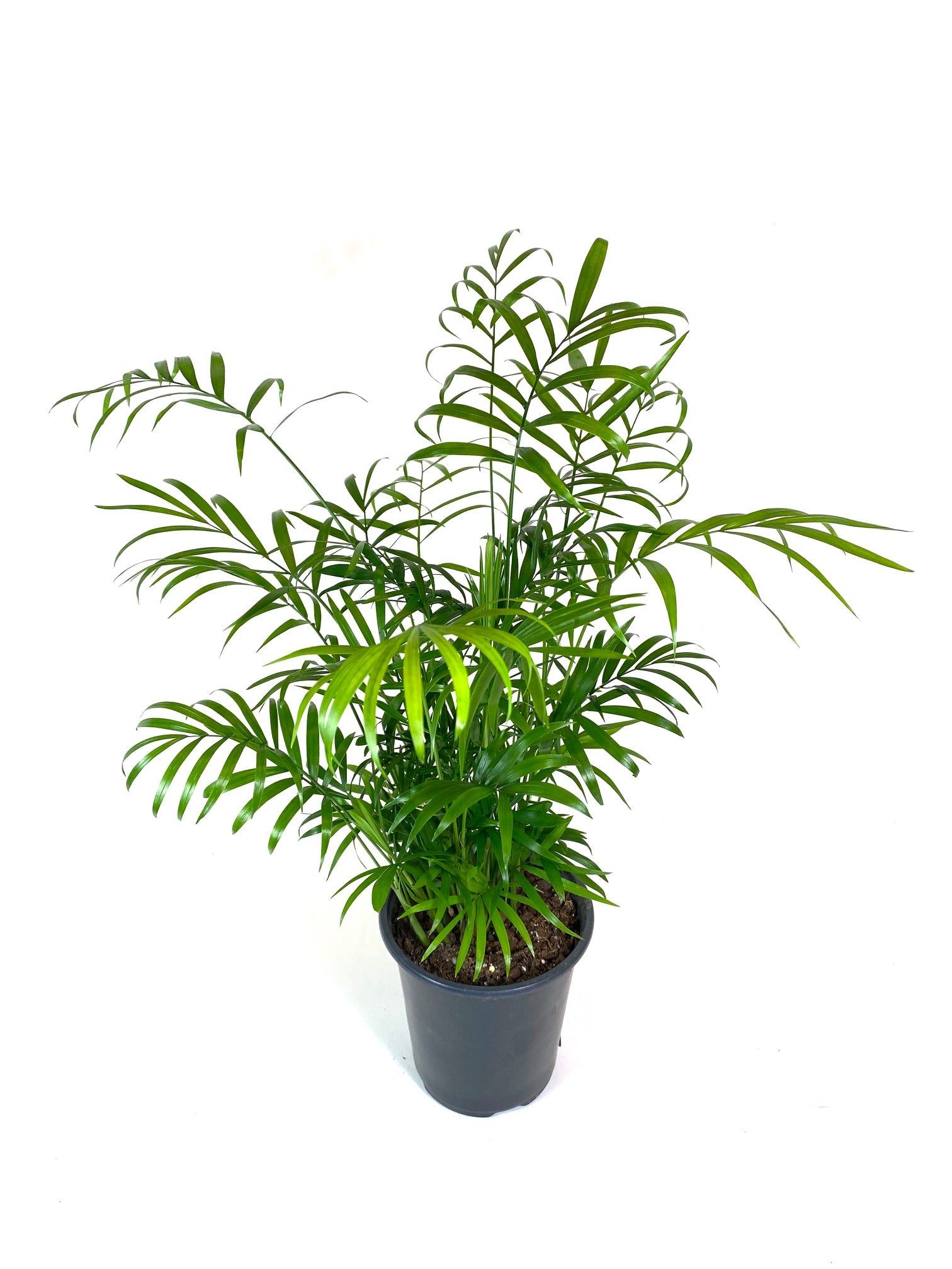 full grown parlor palm Parlor Palm (Chamaedorea elegans) – Baton Rouge Succulent Co