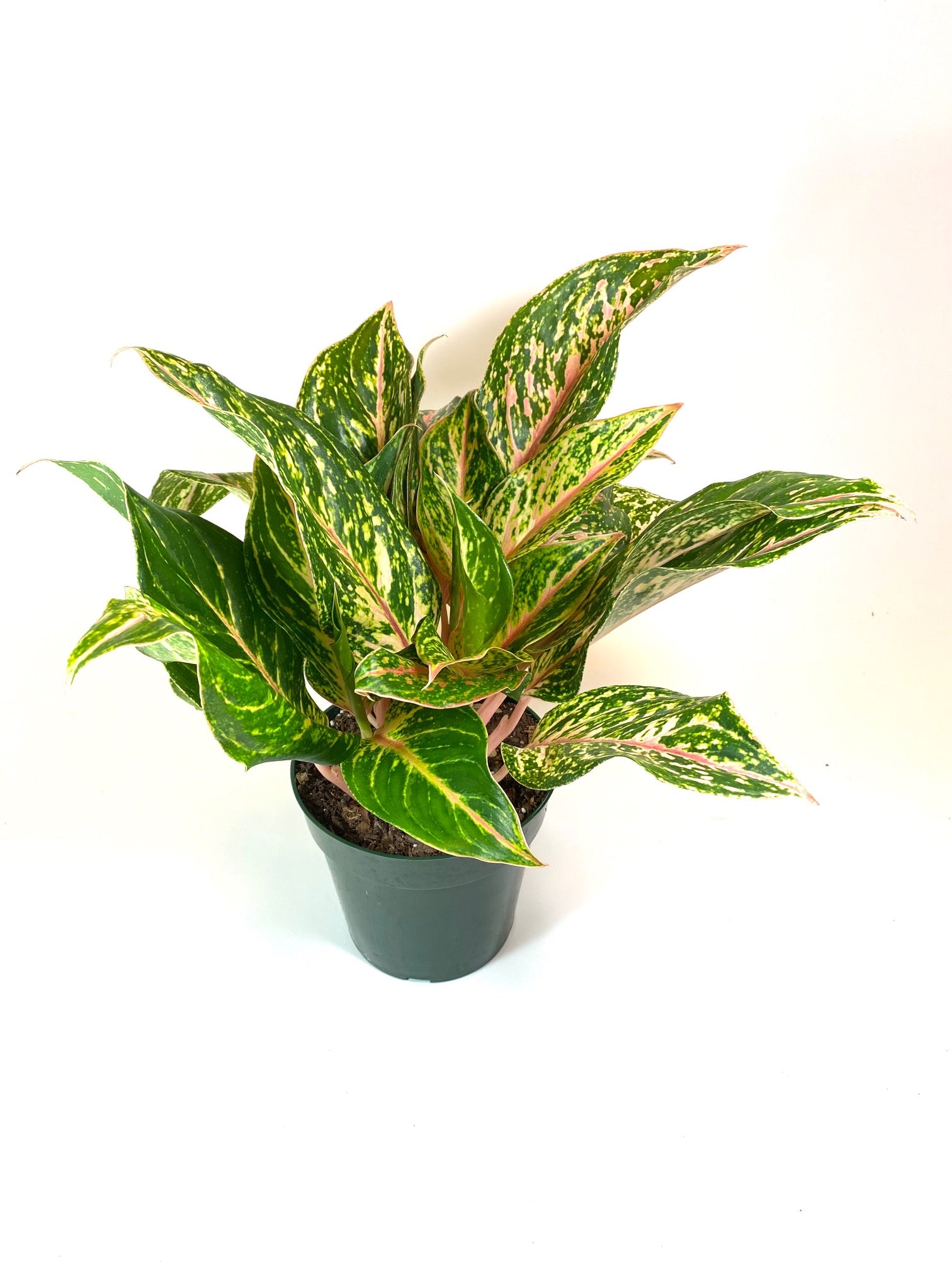 Pink Valentine Aglaonema