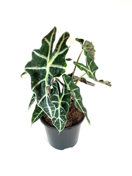Alocasia "Polly" (Alocasia amazonica "Polly")