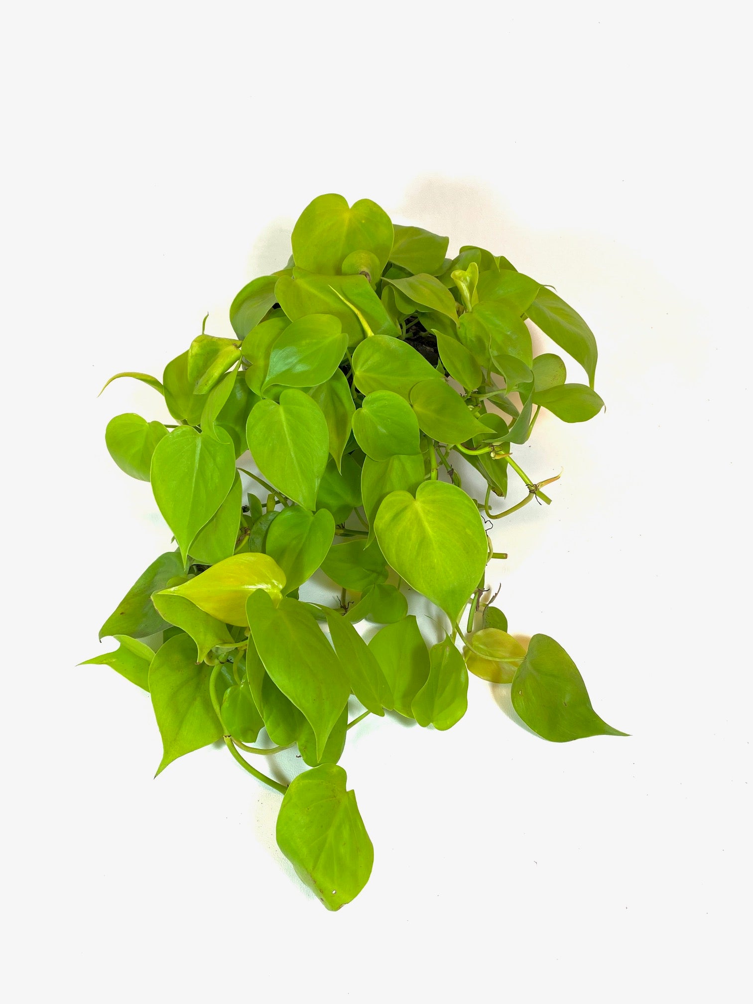 philodendron scandens neon Neon Philodendron (Philodendron hederaceum "Neon")