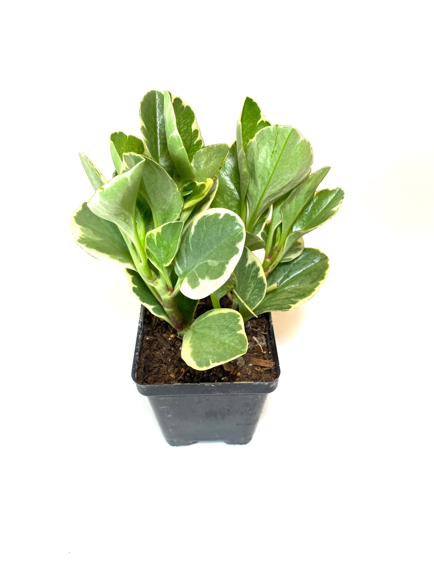 Peperomia Marble