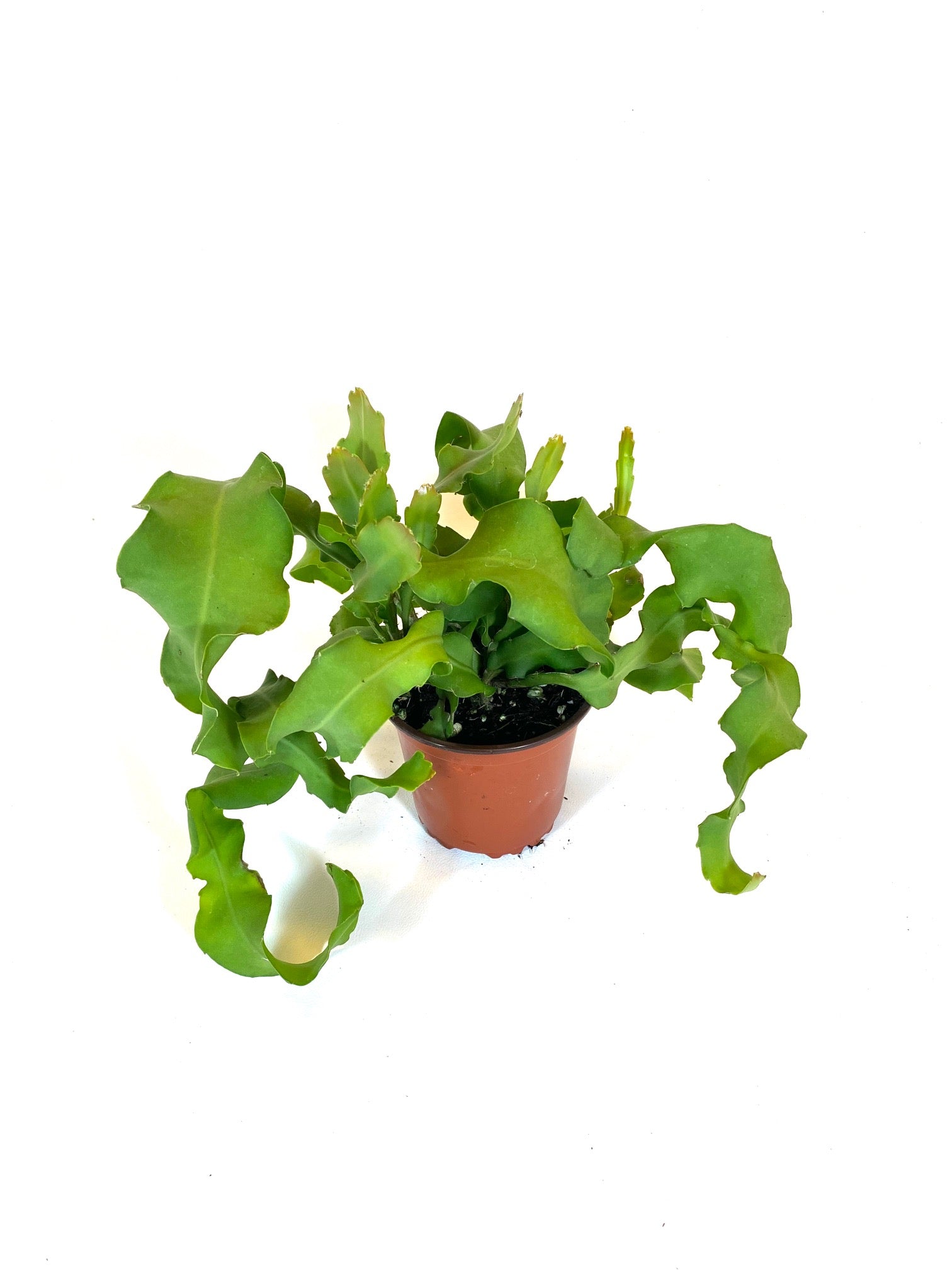 curly succulents Curly Locks Cactus (Epiphyllum monstrosa)