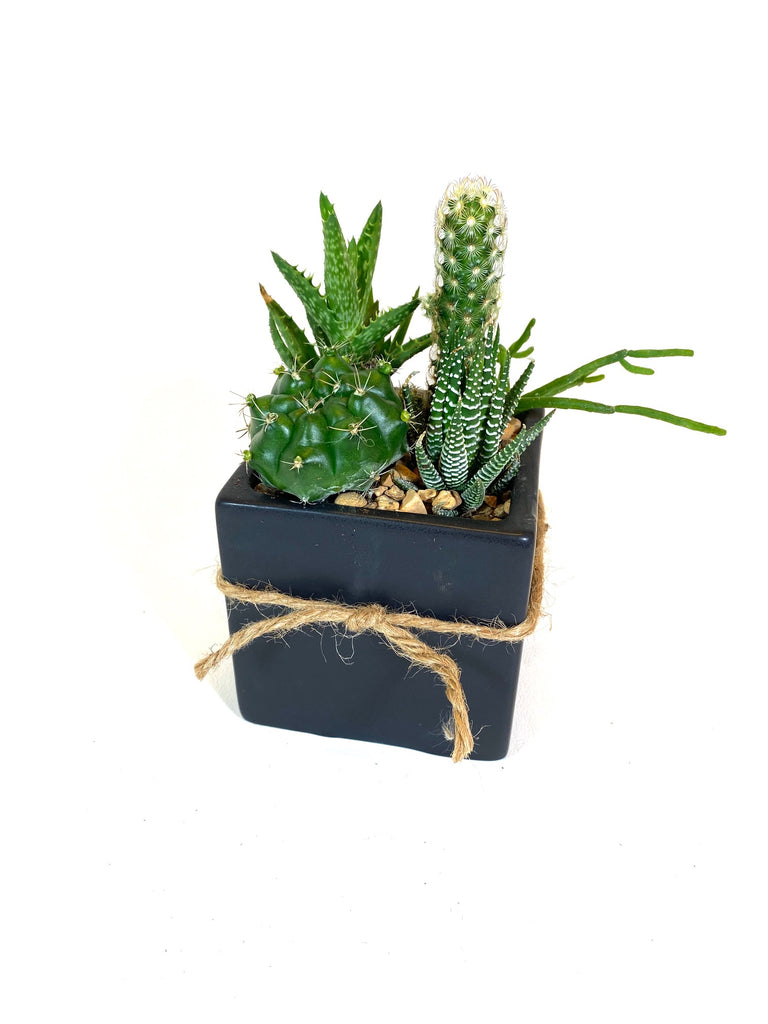 desert escape succulent plant Desert-Scape Succulent Arrangement – Baton Rouge Succulent Co