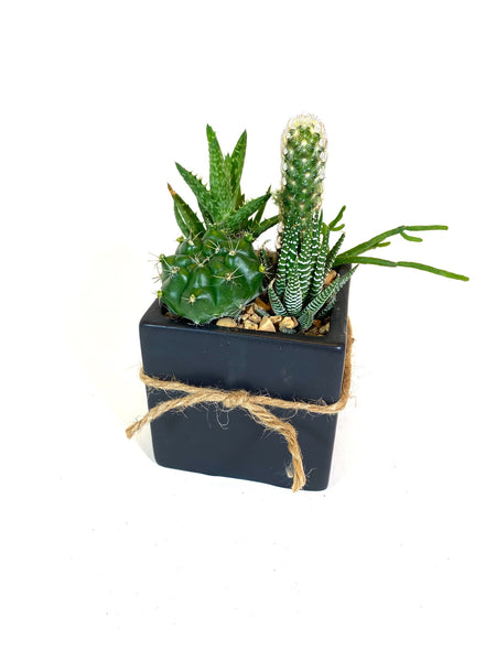 Desert-Scape Succulent Arrangement