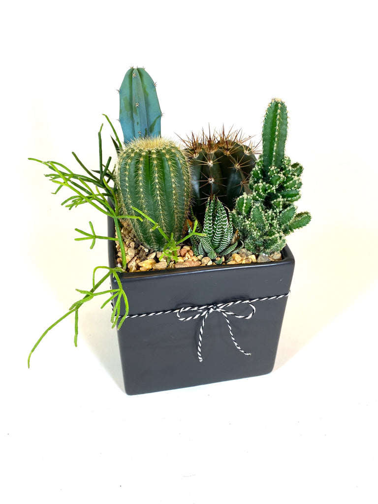 desert escape succulent plant Desert-Scape Succulent Arrangement – Baton Rouge Succulent Co