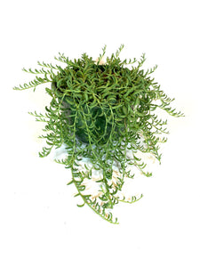 string of beans succulent String of Bananas (Senecio radicans) – Baton Rouge Succulent Co