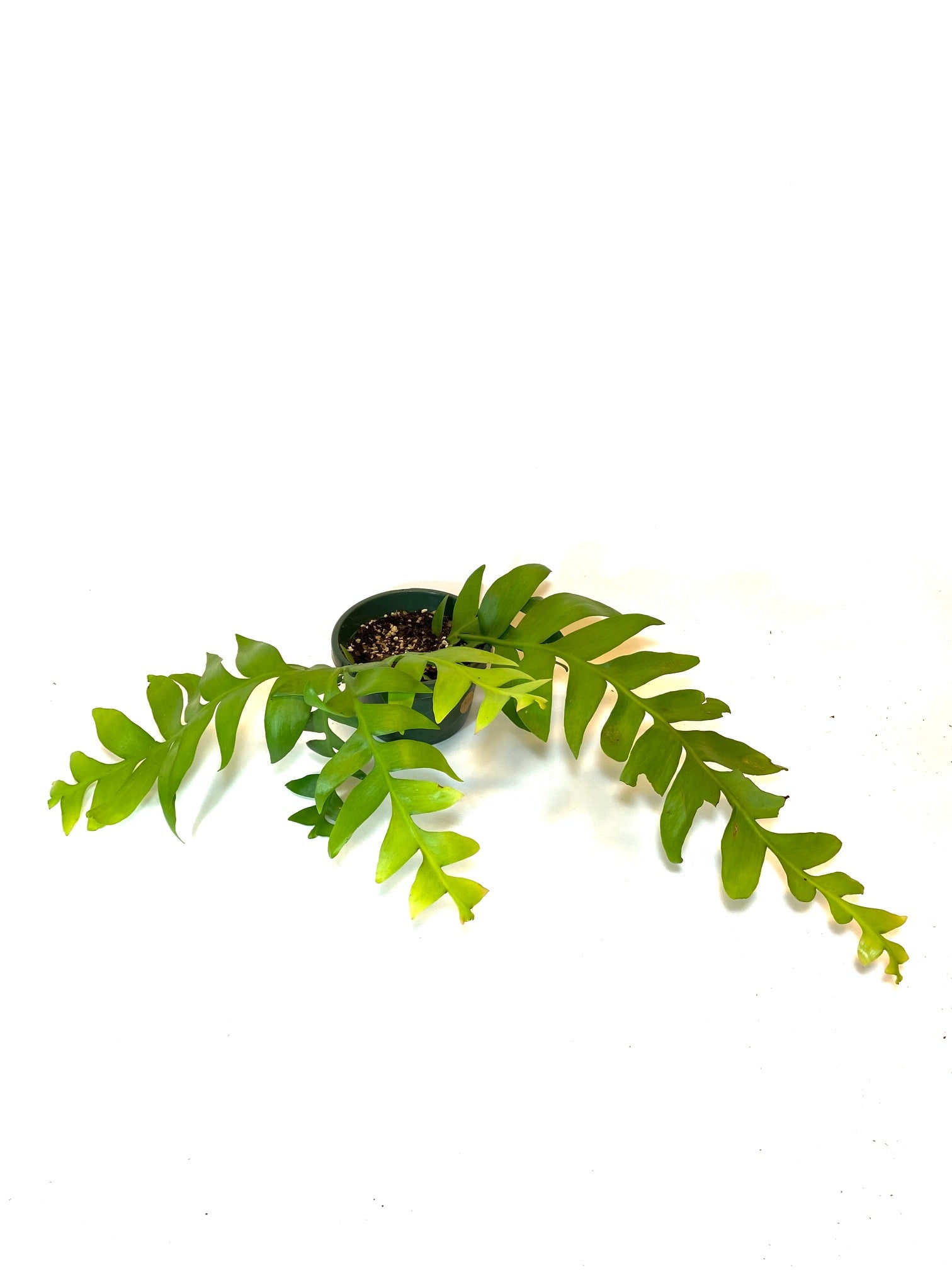succulent fern Fern Leaf Cactus (Selenicereus (Epiphyllum) chrysocardium) – Baton Rouge Succulent Co