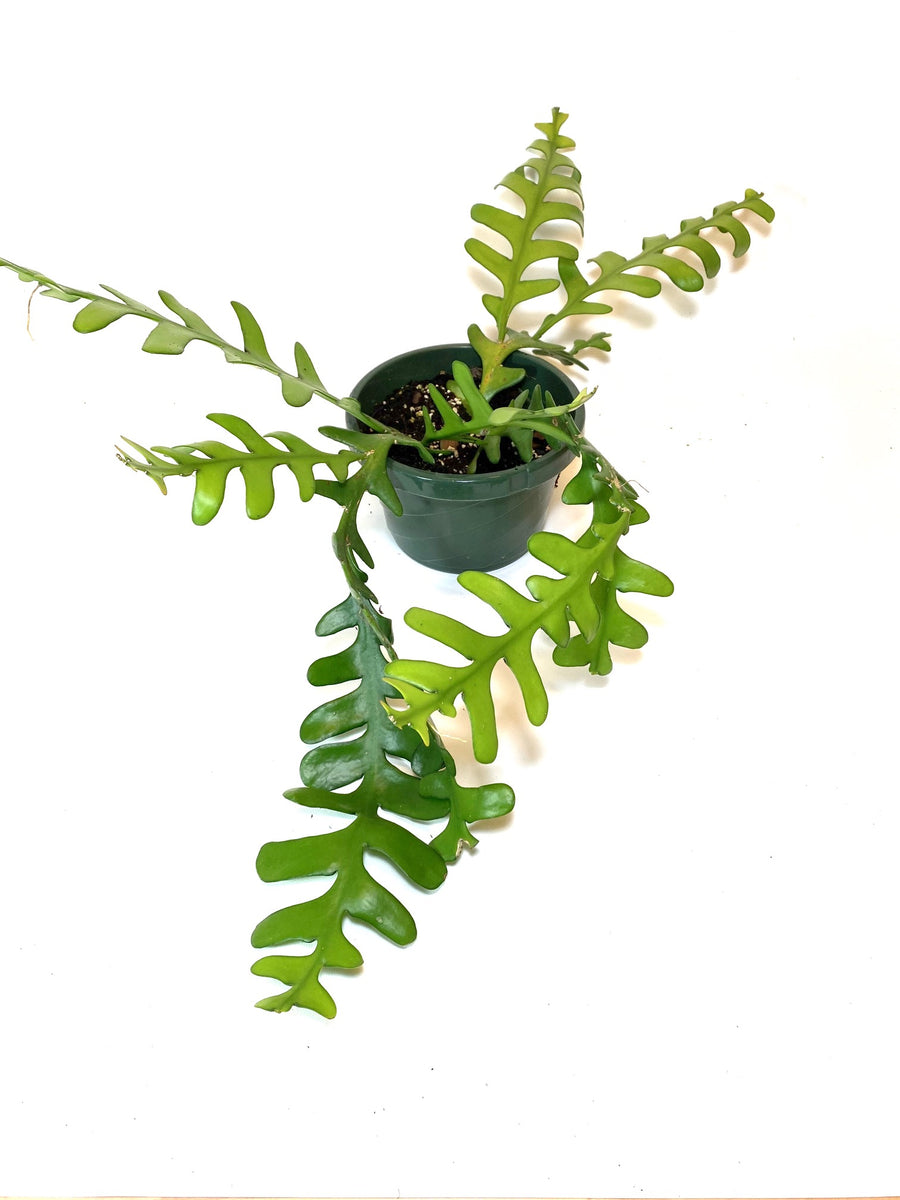 Ric Rak Cactus 'Epiphyllum Anguliger' – Baton Rouge Succulent Co