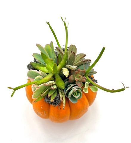 Small Succulent Pumpkin