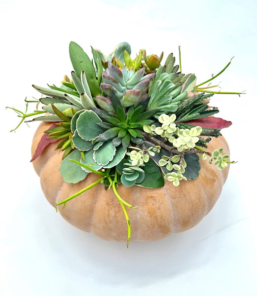 Succulent Pumpkins