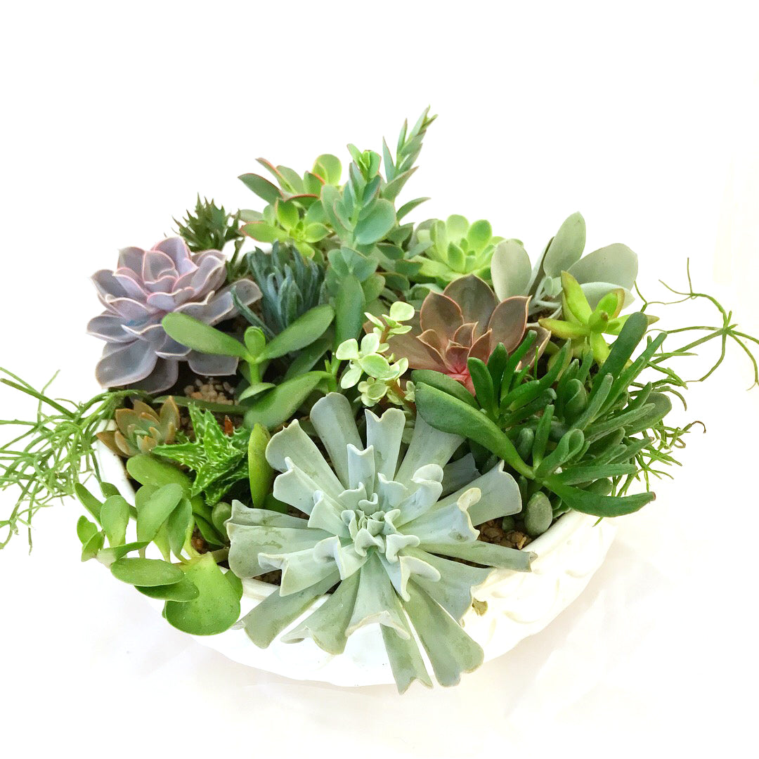 Luxe Succulent Arrangement