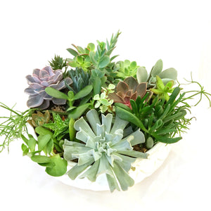 Luxe Succulent Arrangement