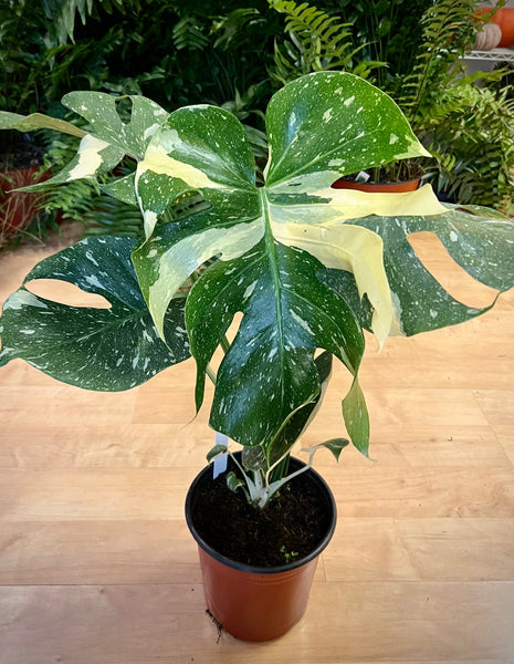 Thai Constellation Monstera
