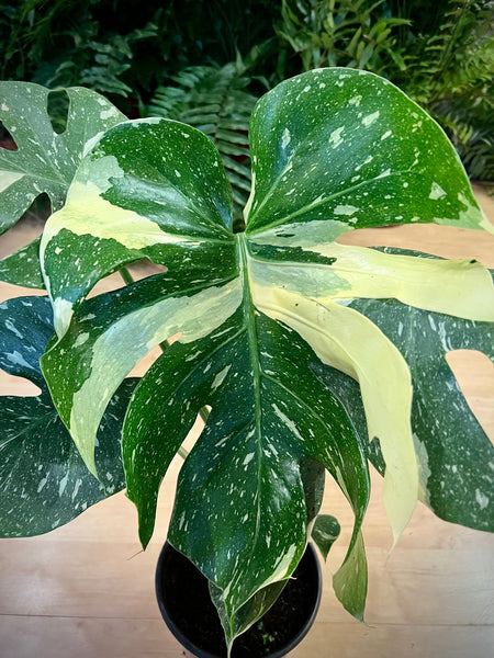 Thai Constellation Monstera