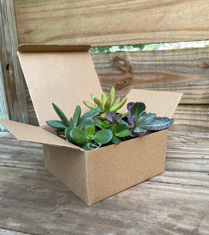 Plant Club - Monthly Subscription Box