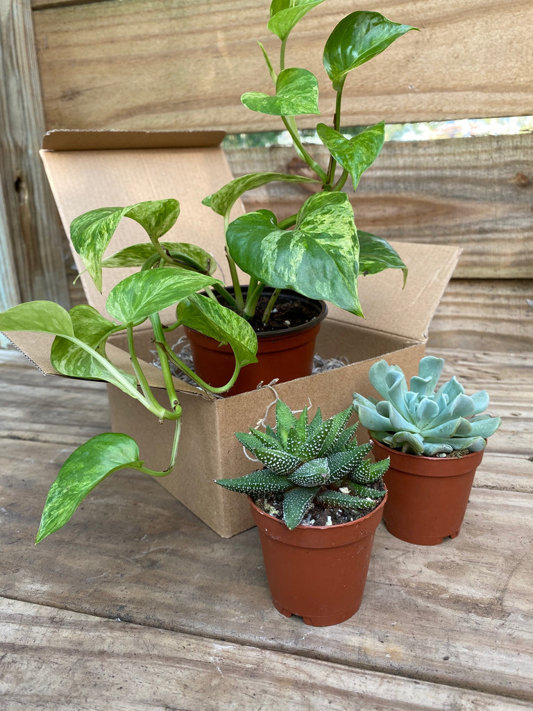 succulent plant club Plant Club