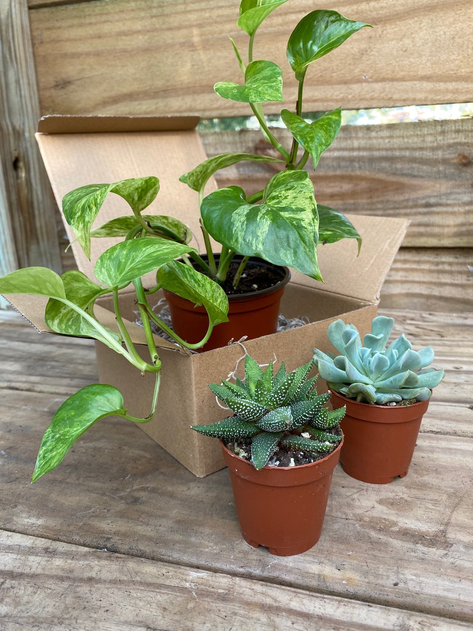 Plant Club