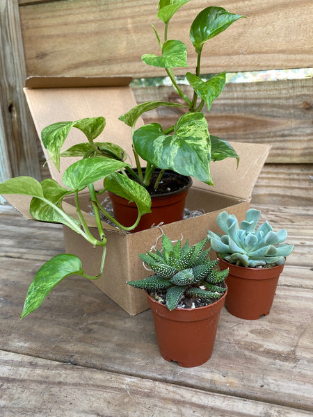 Plant Club - Monthly Subscription Box