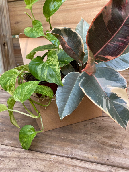 Plant Club - Monthly Subscription Box