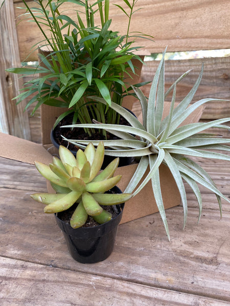 Plant Club - Monthly Subscription Box