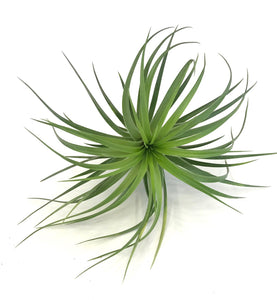 Airplant Care Card