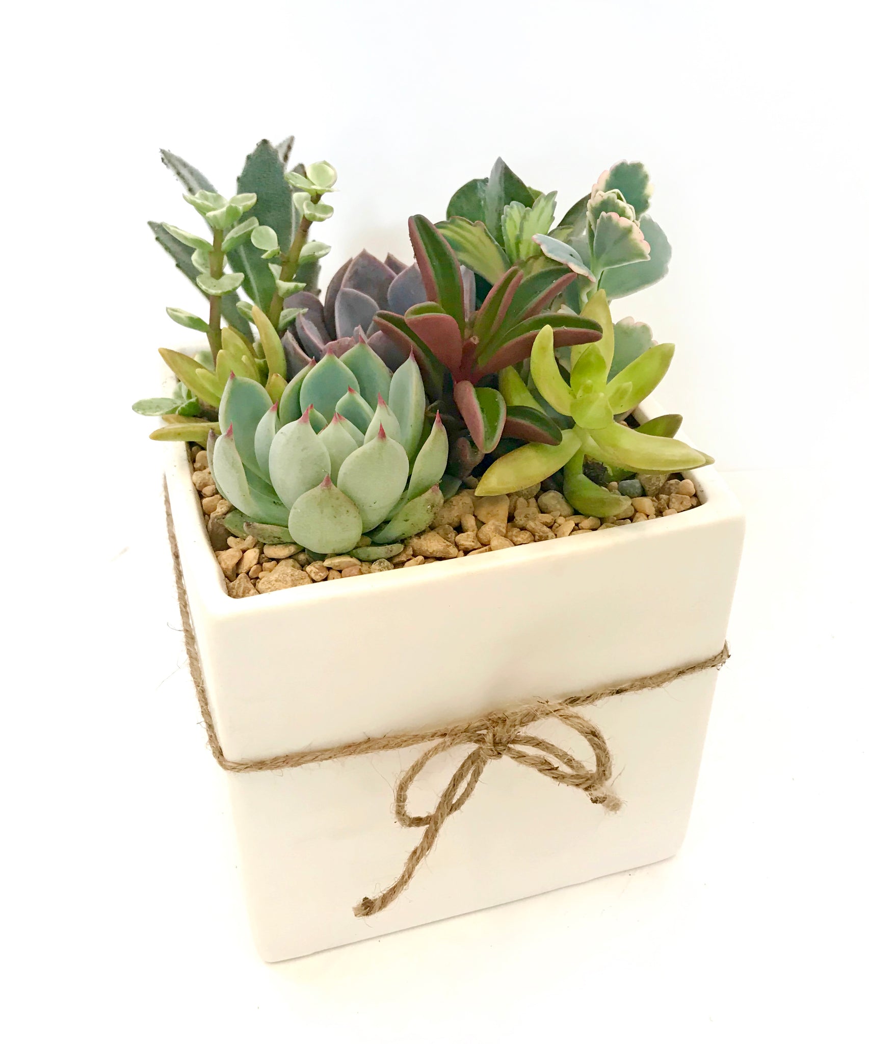 succulents baton rouge Medium Succulent Arrangement