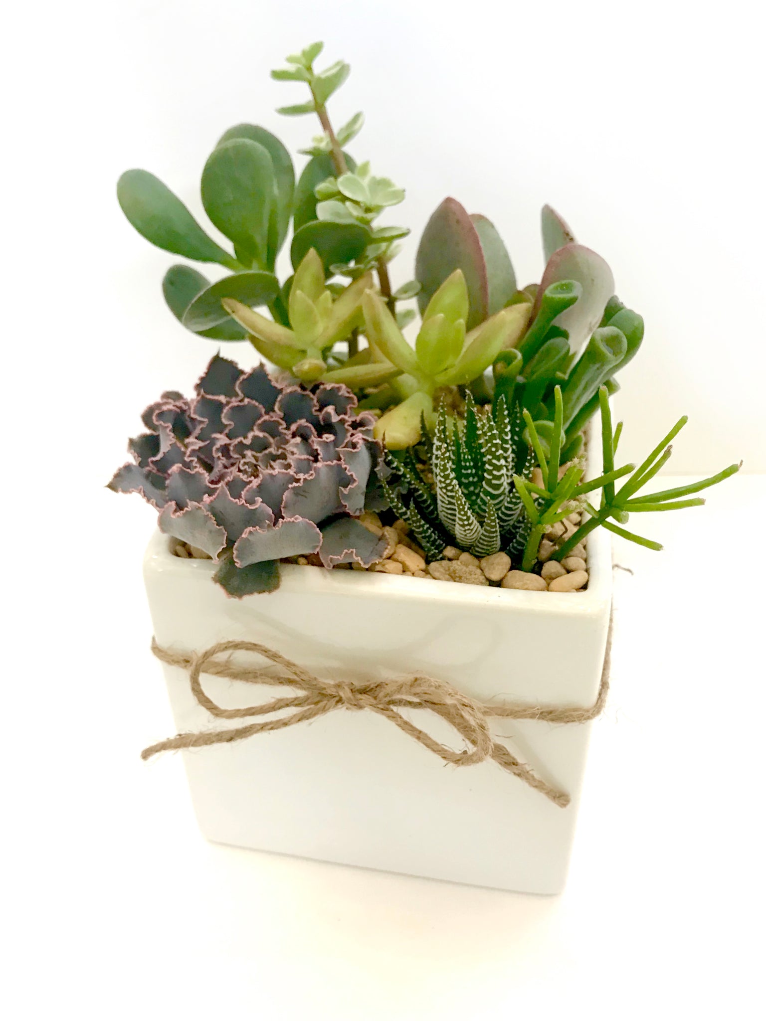 mini succulent arrangements Small Succulent Arrangement – Baton Rouge Succulent Co