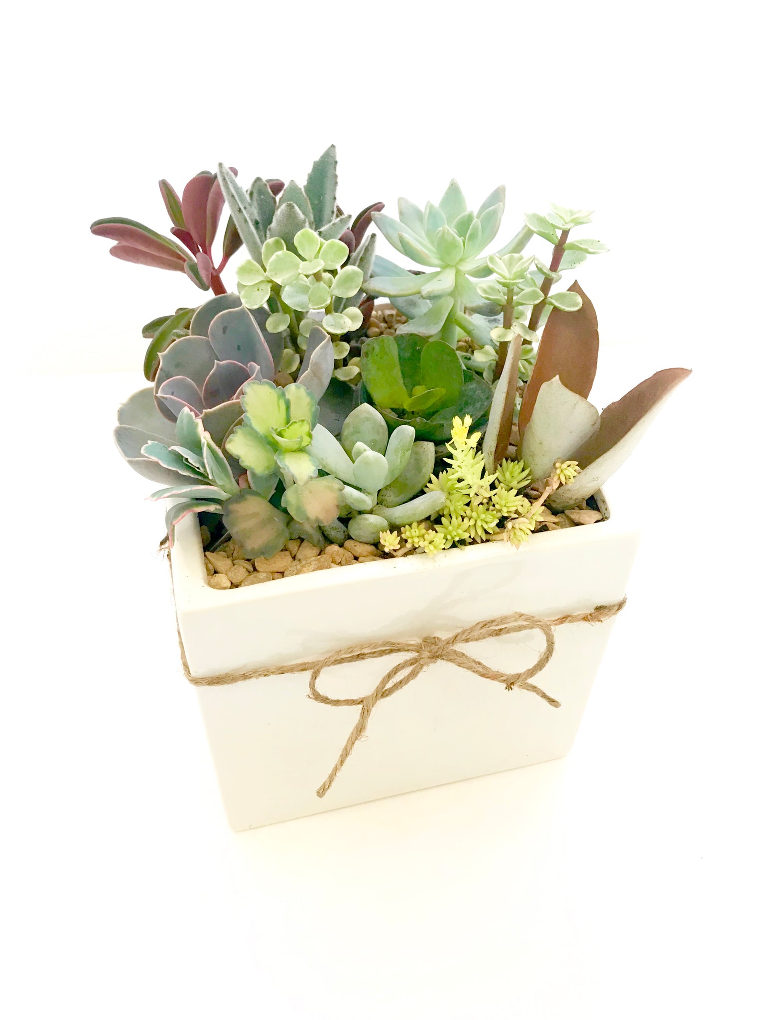 succulent gift boxes Large Succulent Arrangement – Baton Rouge Succulent Co