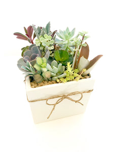 Large Succulent Arrangement