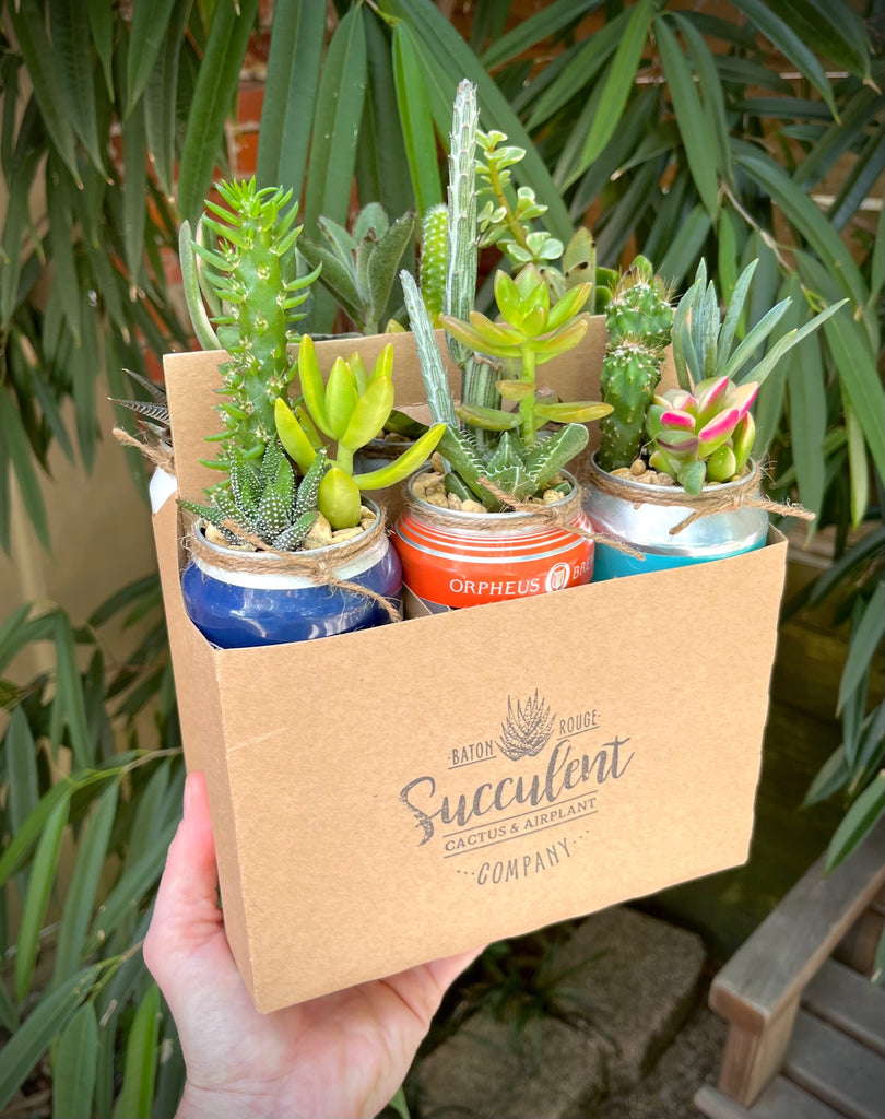 6 pack succulents 6-Pack of Succulents