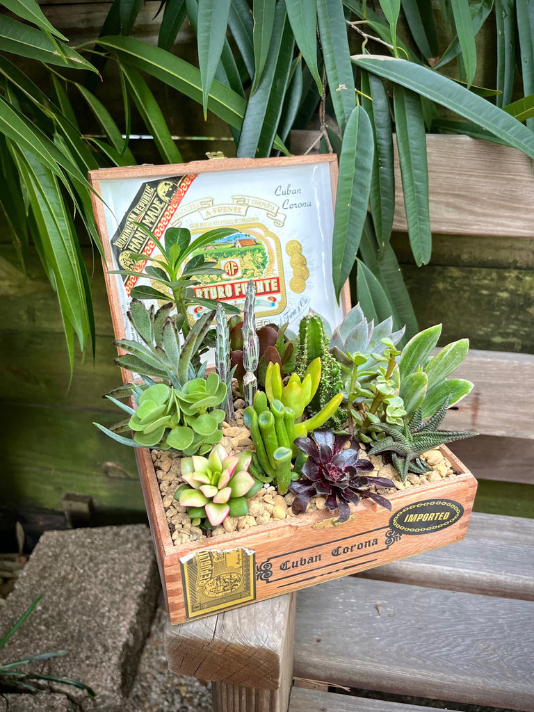planter succulent Succulent Cigar Box Planter