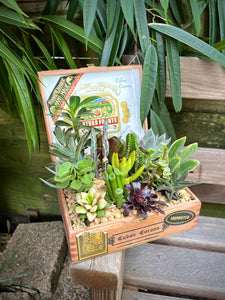 Succulent Cigar Box Planter