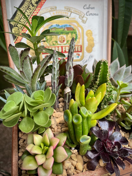 Succulent Cigar Box Planter