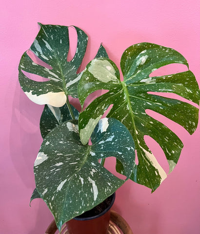 Thai Constellation Monstera