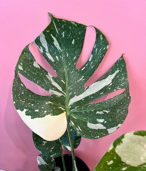 Thai Constellation Monstera