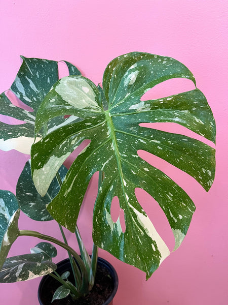 Thai Constellation Monstera