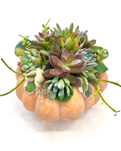 Medium Succulent Pumpkin