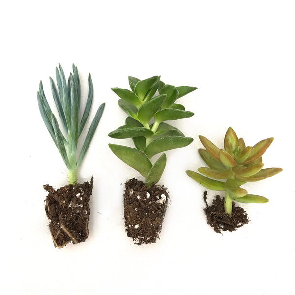 Succulent Starter Pack