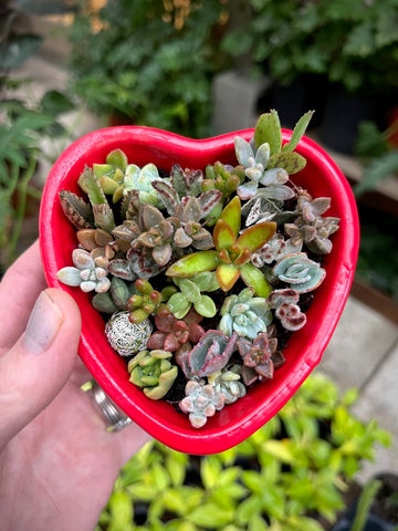 Pixie Heart