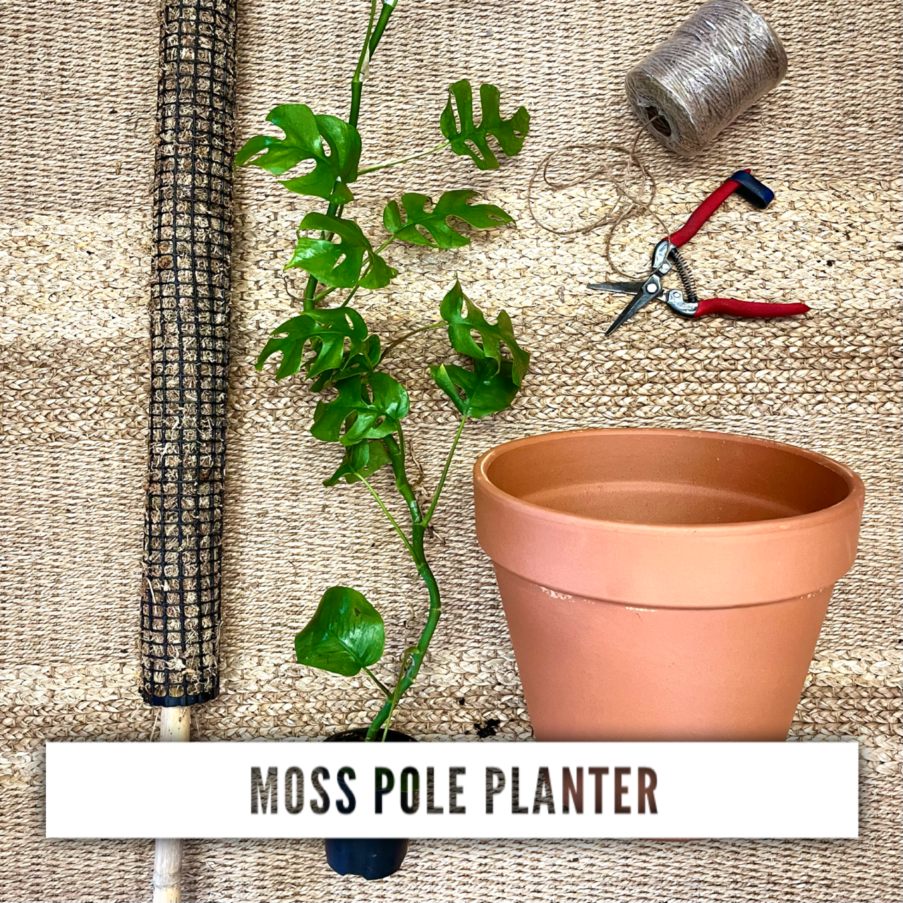 Moss Pole Planter Workshop 9/5/23