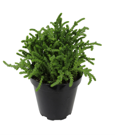 Watch Chain "Crassula Lycopodiodes"