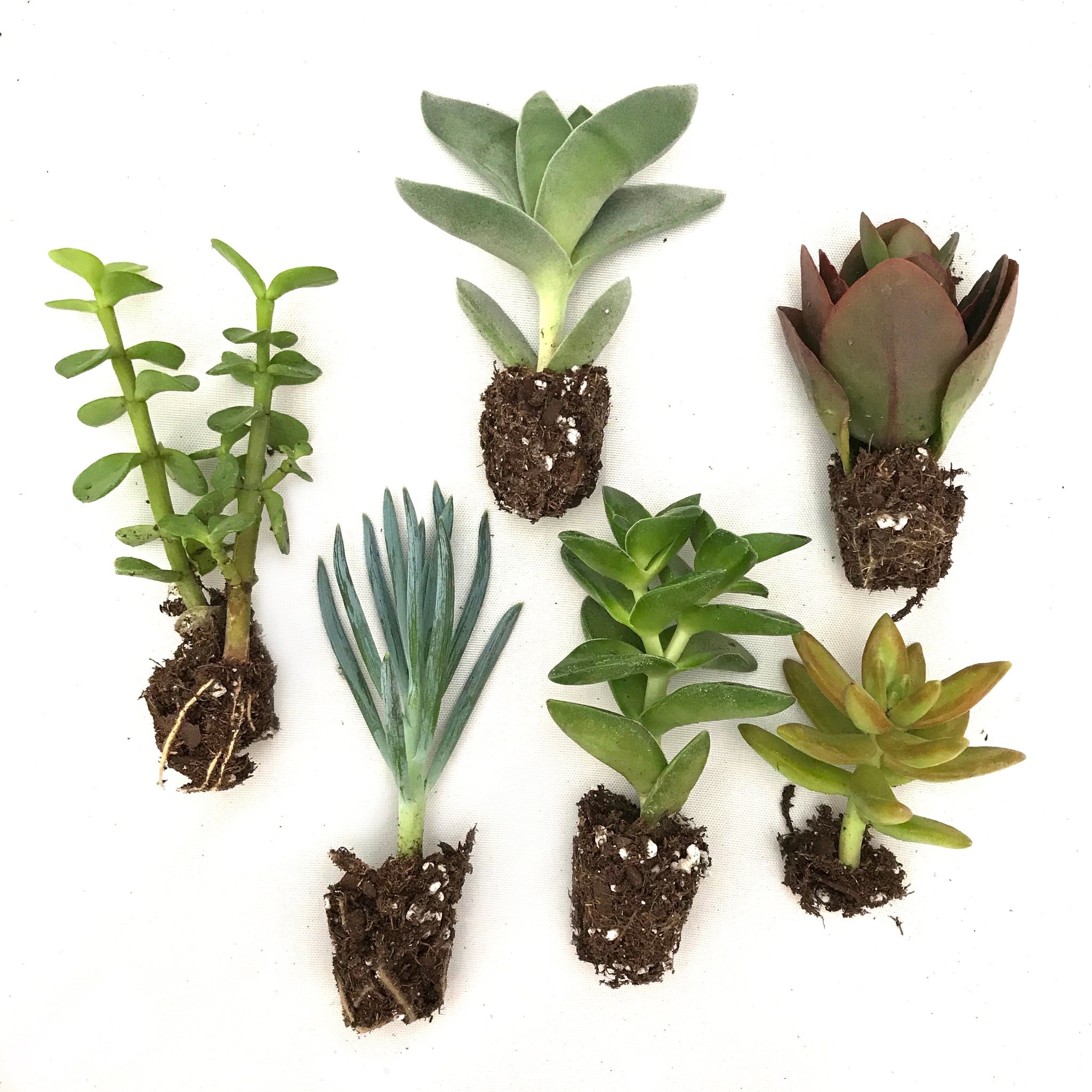 succulent starters Succulent Starter $3 Add-On – Baton Rouge Succulent Co